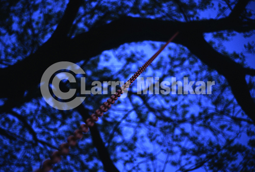 Tire Swing